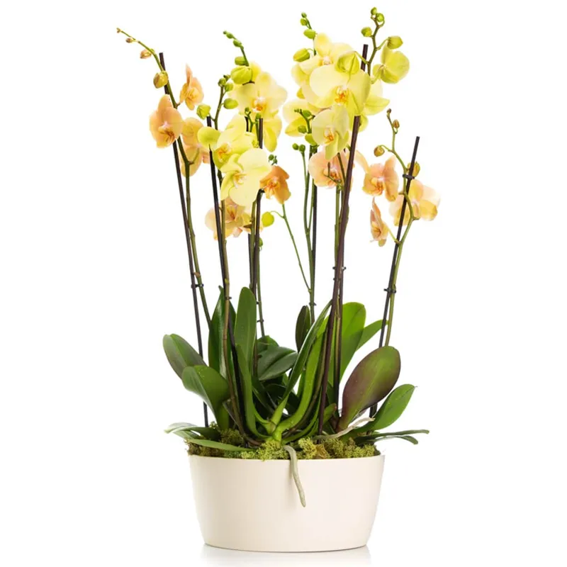 Орхидея в горшке желтого цвета